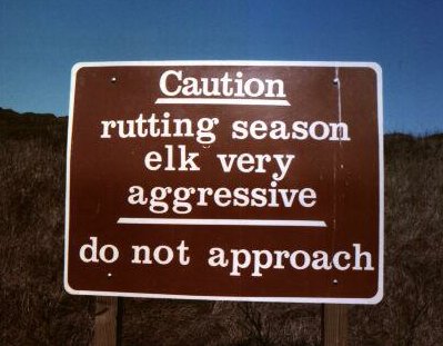 Dangerous Elk in Season