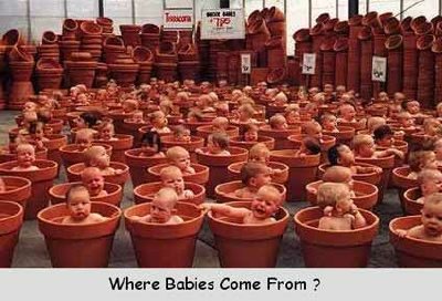 babies in pots