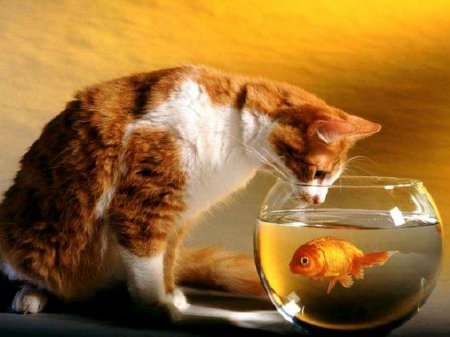 cat and goldfish