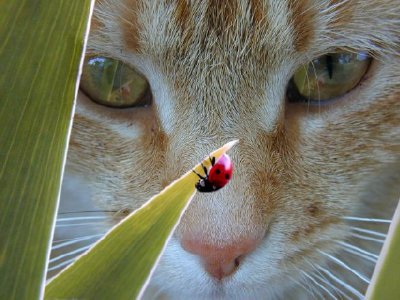 Cat and ladybird photo