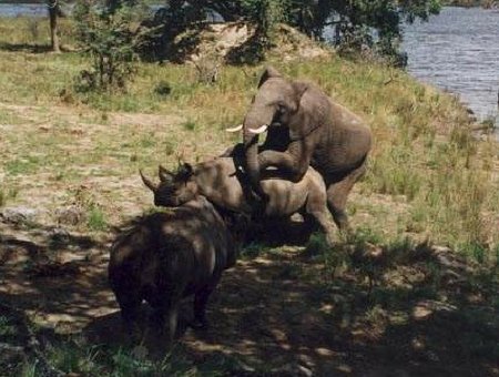 Elephant humping Rhino