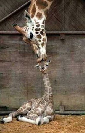 giraffe licks head