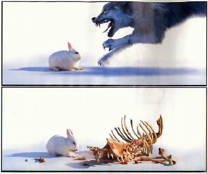 rabbit eats wolf