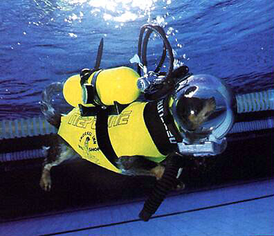 scuba diving dog scuba diving dog