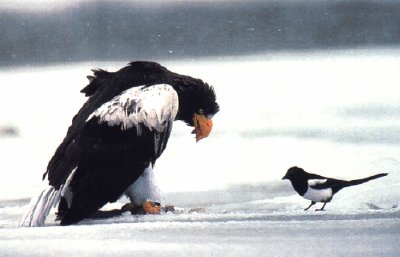 sea eagle and magpie funny photo