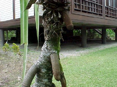 willies on tree